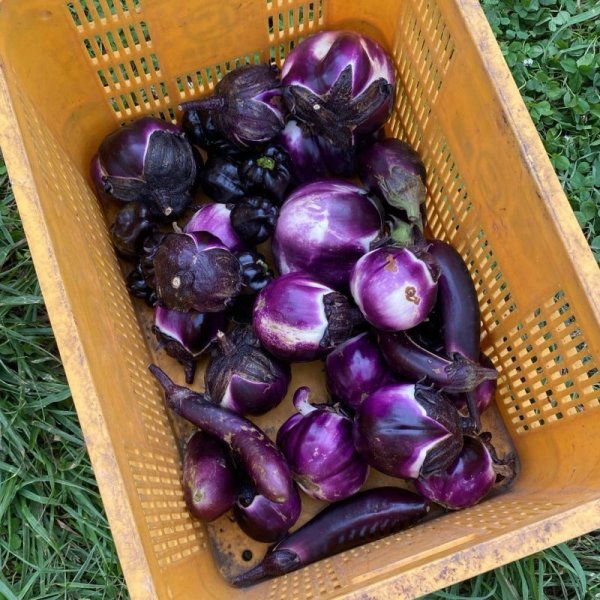 画像2: 【農薬・肥料不使用】八ヶ岳直送！自然栽培で育ったお野菜セット (2)