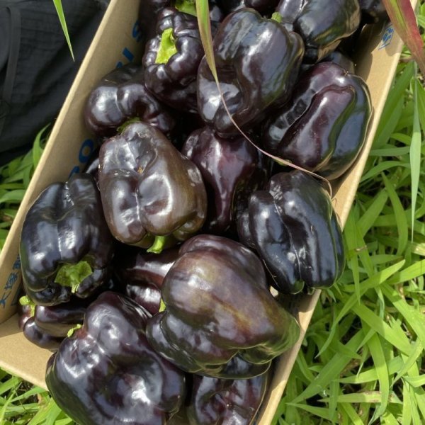 画像3: 【農薬・肥料不使用】八ヶ岳直送！自然栽培で育ったお野菜セット (3)