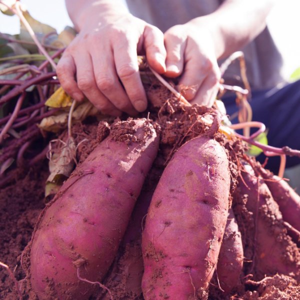 画像1: 「信州産 紅ハルカ」黄金のさつま芋  10kg (この商品のみ単独で送ります) (1)