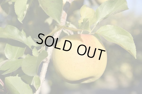 画像3: 安曇野産りんご「名月」5kg (3)