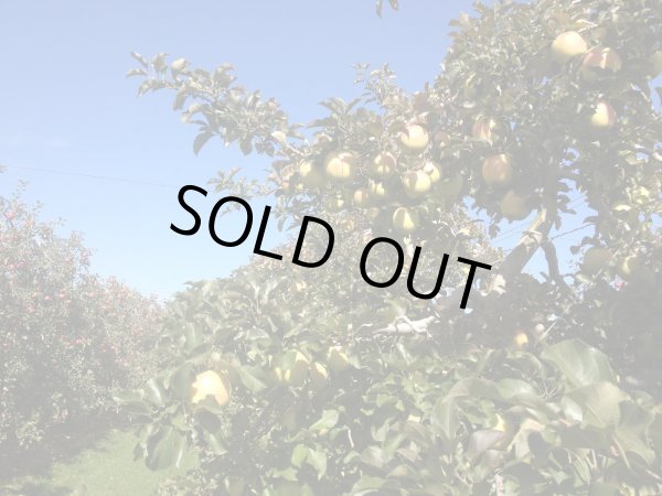 画像4: 安曇野産りんご「名月」5kg (4)