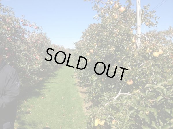 画像2: 安曇野産りんご「名月」5kg (2)