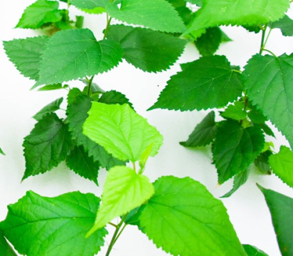 画像3: クワ茶　桑甘露 （ソウカンロ）30包入り  (3)