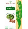 画像2: 【固定種】苗　新緑甘とう　2苗セット (2)