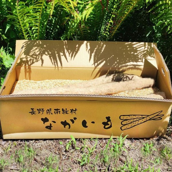 画像1: 農薬不使用！皮ごと食べられる長芋　新芋 5kg (1)