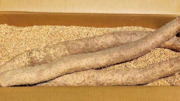 画像2: 農薬不使用！皮ごと食べられる長芋　新芋 5kg (2)